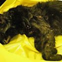 Cats stolen from sanctuary found torn apart