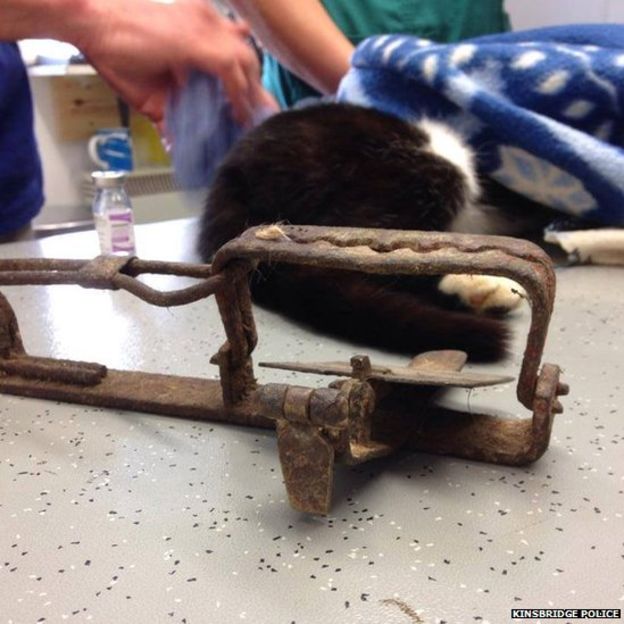 The illegal trap clasped around the cat's front paw, splintering the bone 