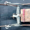 This rusty trap was found attached to a cat’s leg
