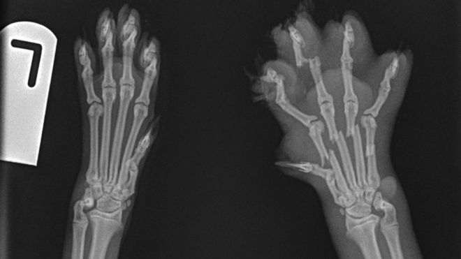 An x-ray image showing broken bones in the cat's right paw 