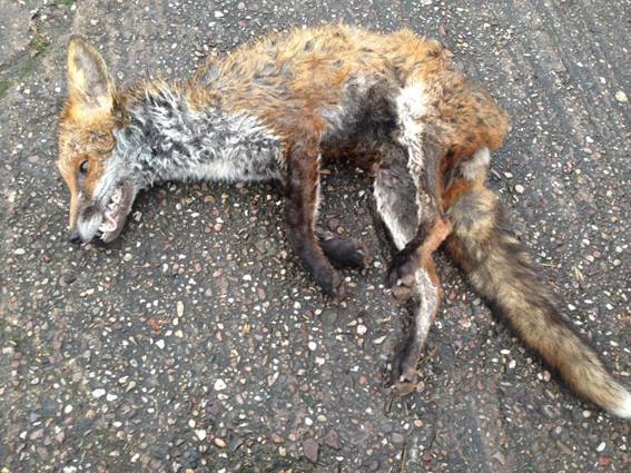 Cheshire Forest Hunt kill fox