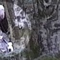 Cheshire Foxhounds fine for railway trespass