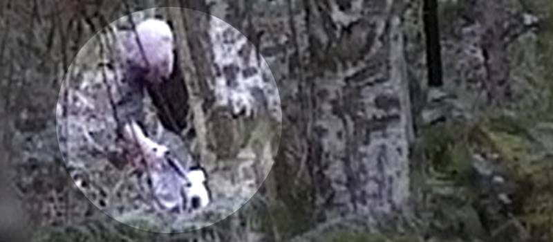 Cheshire Foxhounds fine for railway trespass