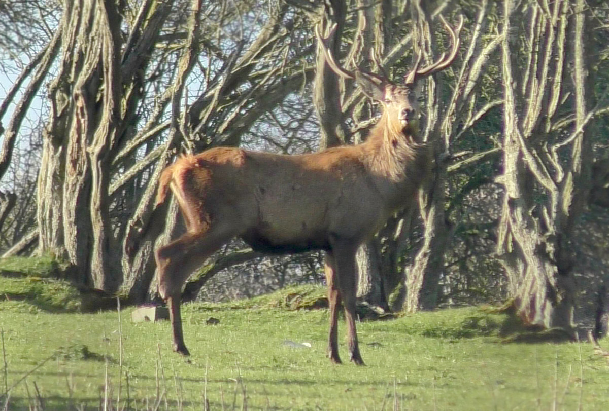 Country Down Staghounds in Northern Ireland, captive deer