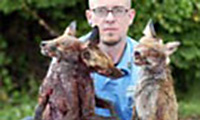 Dead foxes dumped outside RSPCA