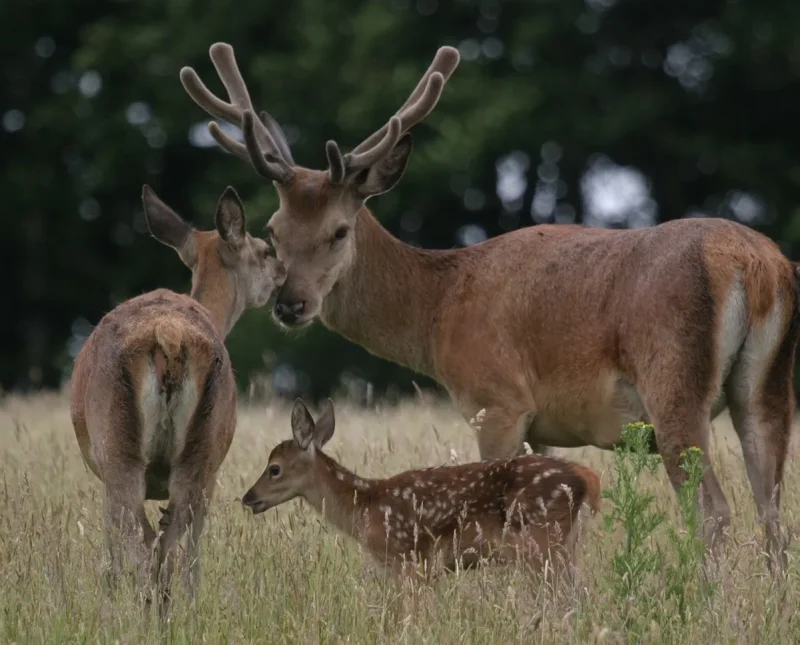 Deer by Graham Floyd