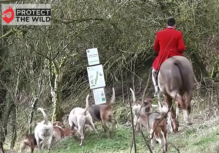 Hunt trespasses through Wildlife Trust nature reserve