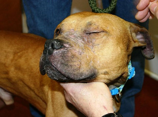 Injuries caused by dog fighting