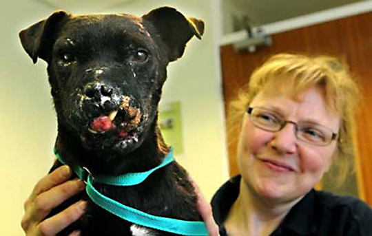 Dog fight terrier injuries