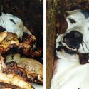Thousands of healthy foxhounds – including pups – are clubbed to death or shot if they’re ‘unsuitable’