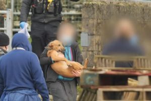 More than 30 dogs seized by police at a North Wales hunt kennels