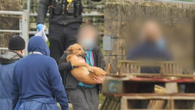 More than 30 dogs seized by police at a North Wales hunt kennels