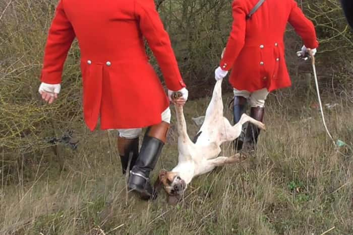 Fitzwilliam Hunt staff carry foxhounds body away