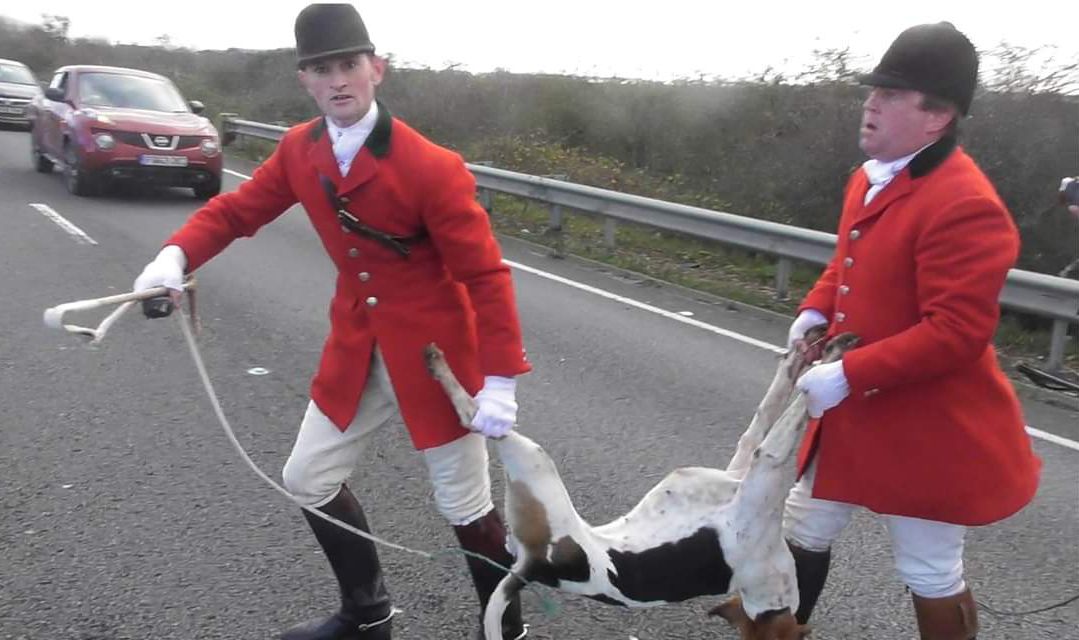 The Fitzwilliam Hunt foxhound was killed on the A14