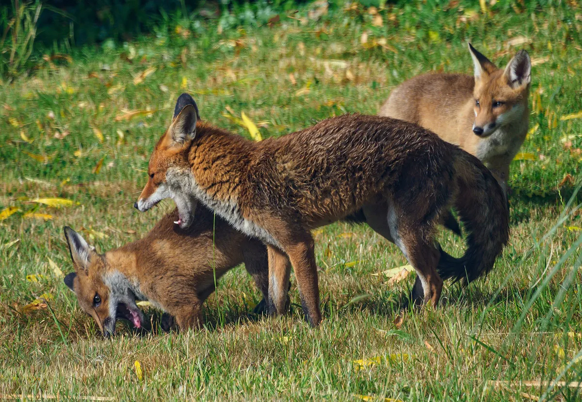 A fox and fox cubs playing