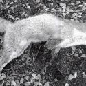 Slow, agonising death for fox in illegal gin trap