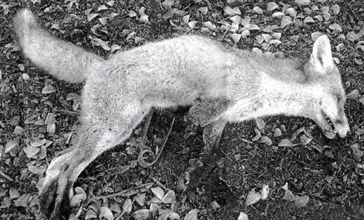 Fox killed by gin trap