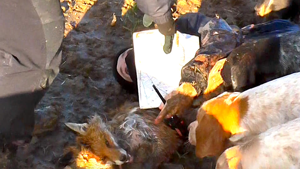 Fox ripped apart by the Quorn Hunt