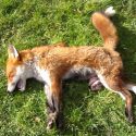 Police probe slaughter of fox by hunt hosted by PM’s father-in-law