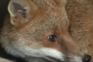 Hunts warned over secretive world of ‘producing’ foxes