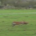 Lamerton Hunt duo cleared of illegal fox hunt