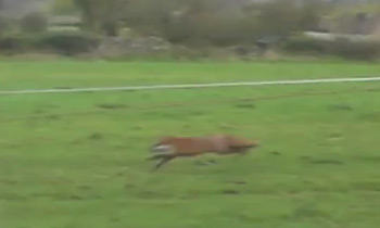 Fox running from hounds