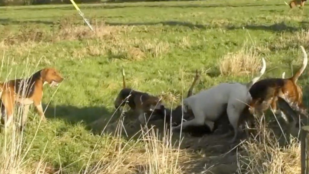 Fox hunt savages a deer in North Yorkshire