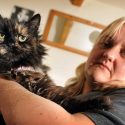 Cat loses leg in illegal gin trap