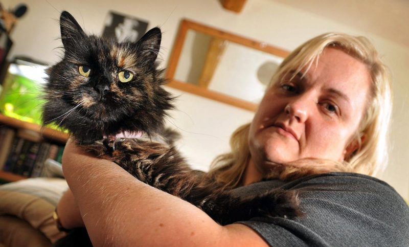 Cat loses leg in illegal gin trap