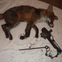 Young fox left with ‘horrific injuries’ after getting caught in illegal trap