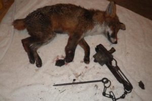 Young fox left with ‘horrific injuries’ after getting caught in illegal trap