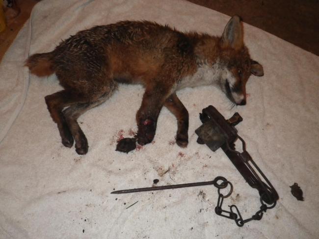 Young fox left with 'horrific injuries' after getting caught in illegal trap