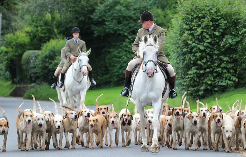 Hampshire Hunt hound exercising