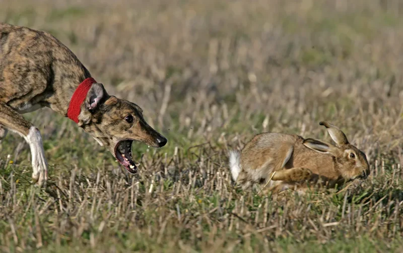 Hare coursing was banned by the Hunting Act 2004