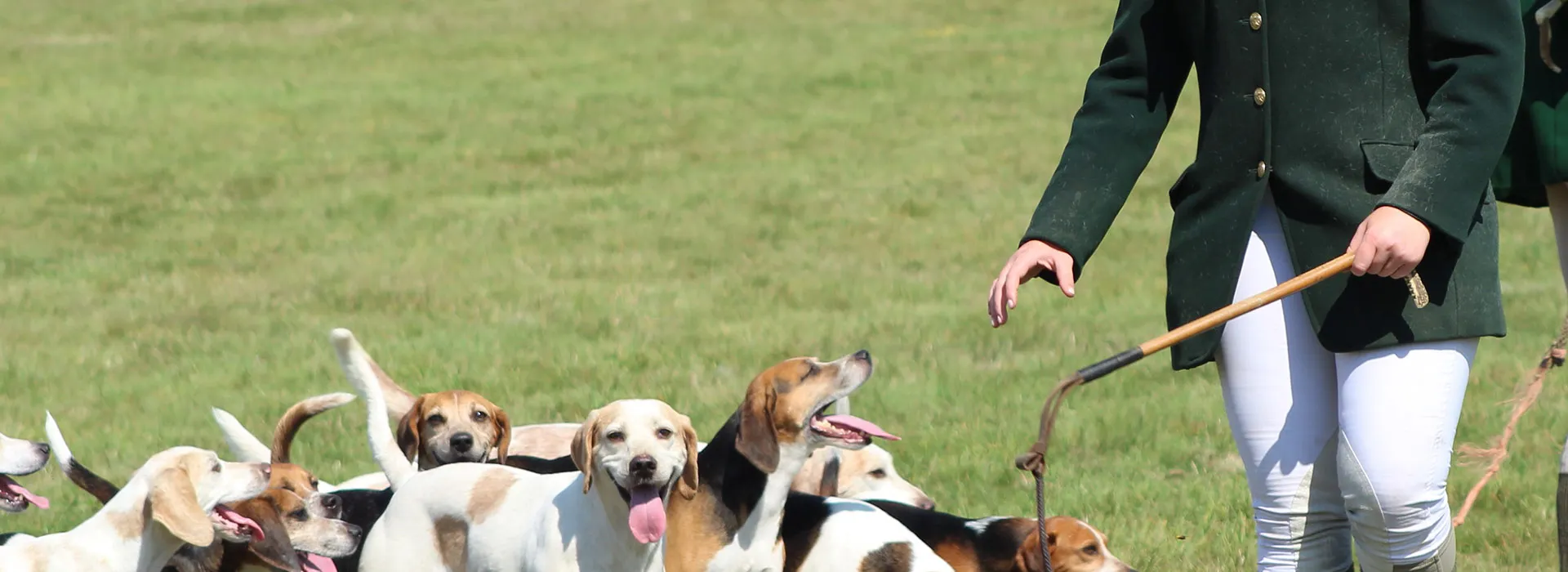 Hare Hunting, beagle hunt in England and Wales