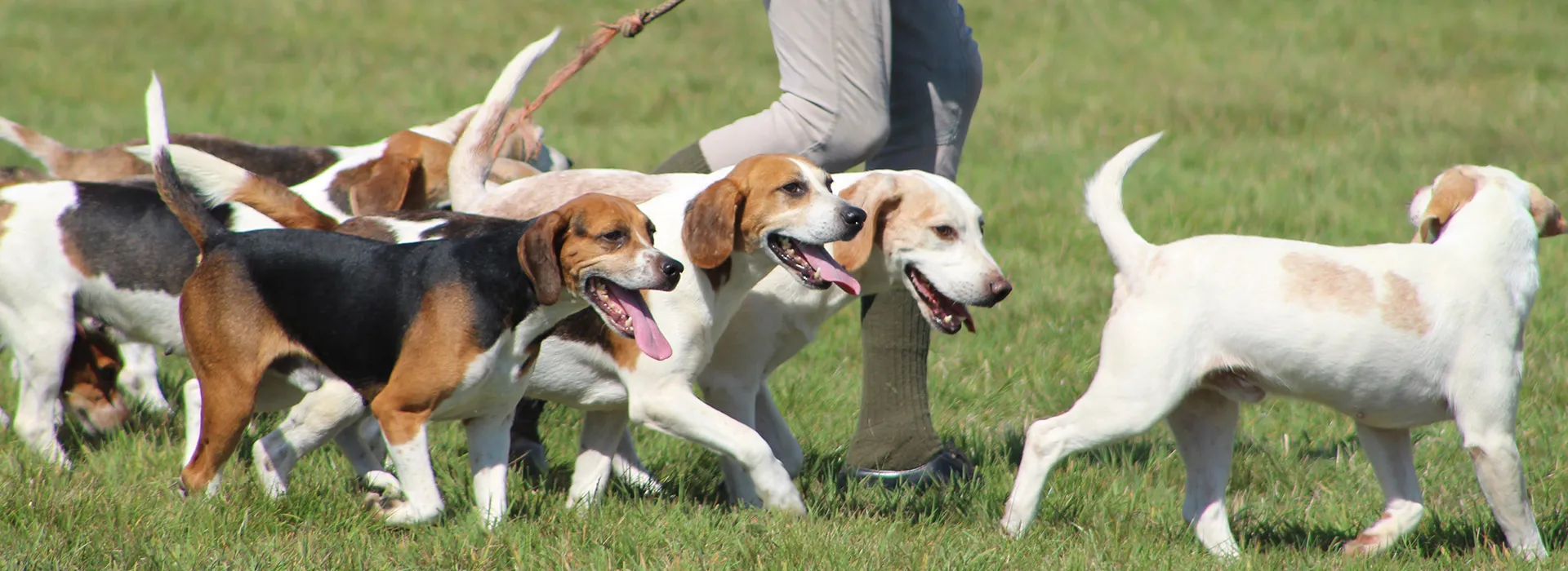 Foxhounds, staghounds, minkhounds, beagles, harriers, Old English hounds