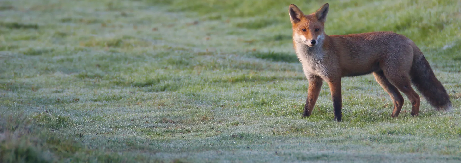 Fox-Hunting in England and Wales continues