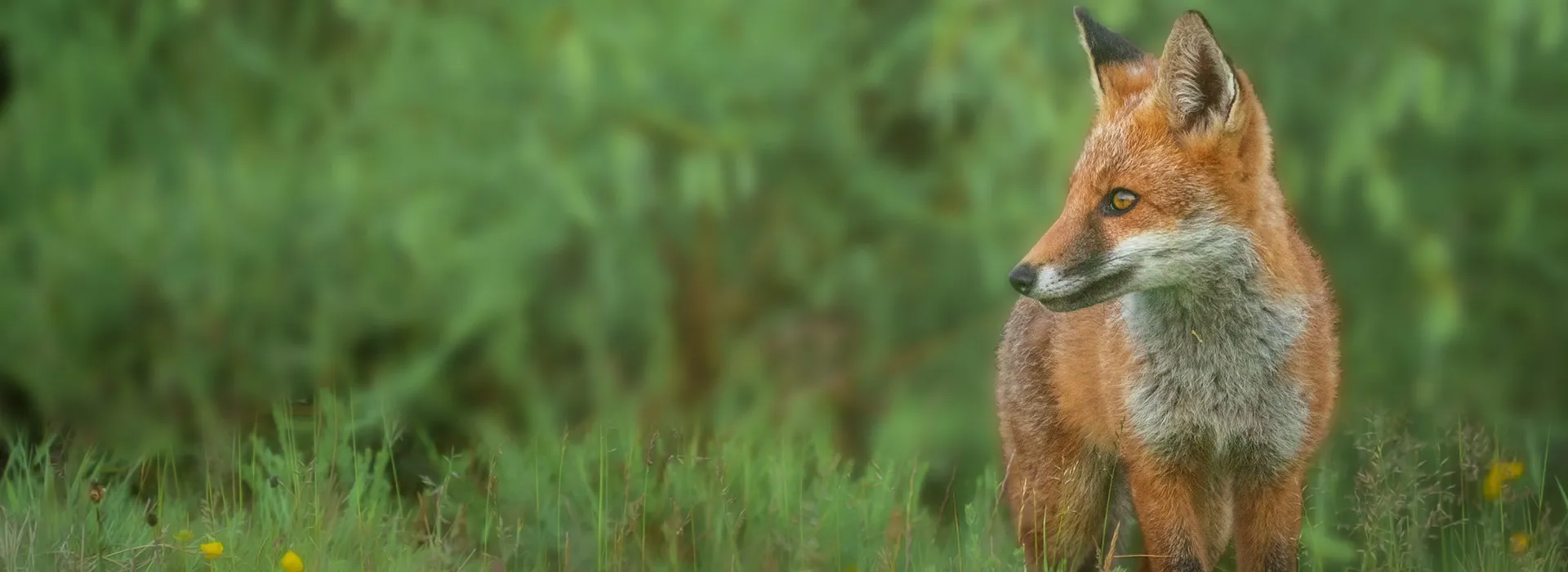 Fox hunting in England and Wales