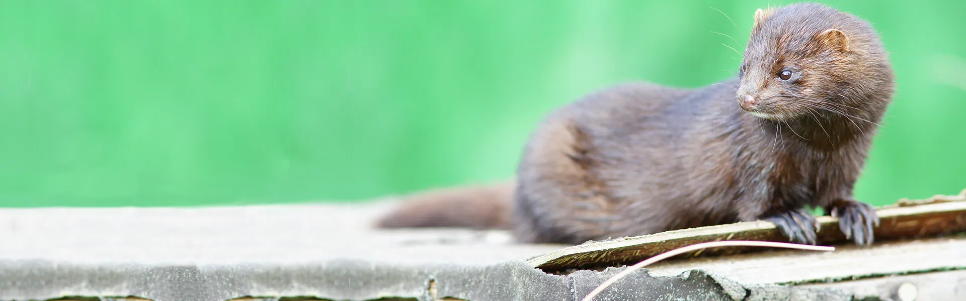 Mink Hunting in the UK