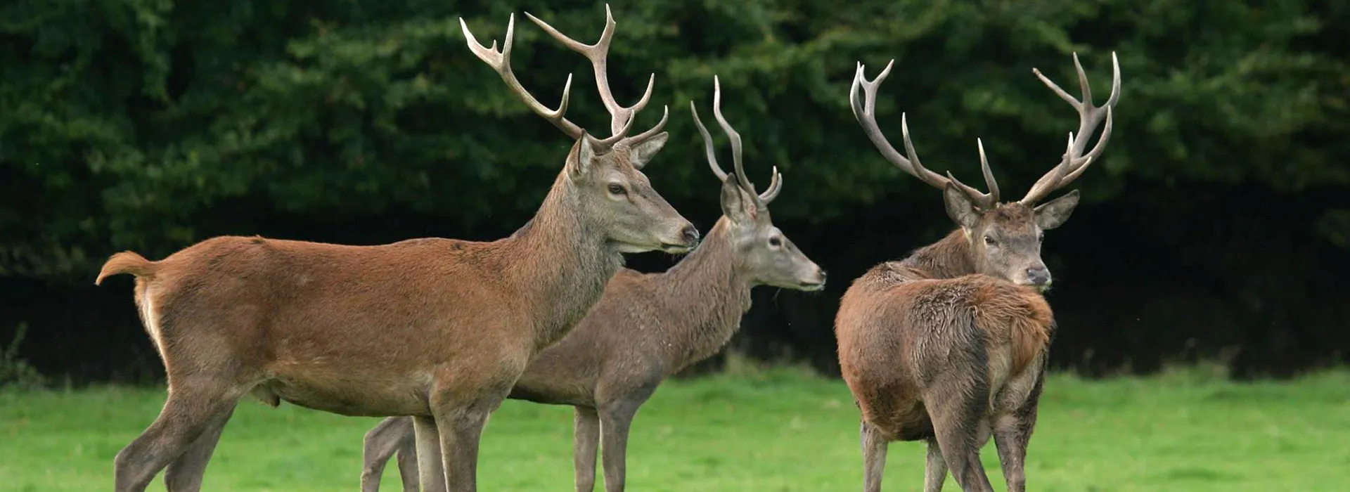 Deer Hunting - Stags are hunting by three hunts in south west England
