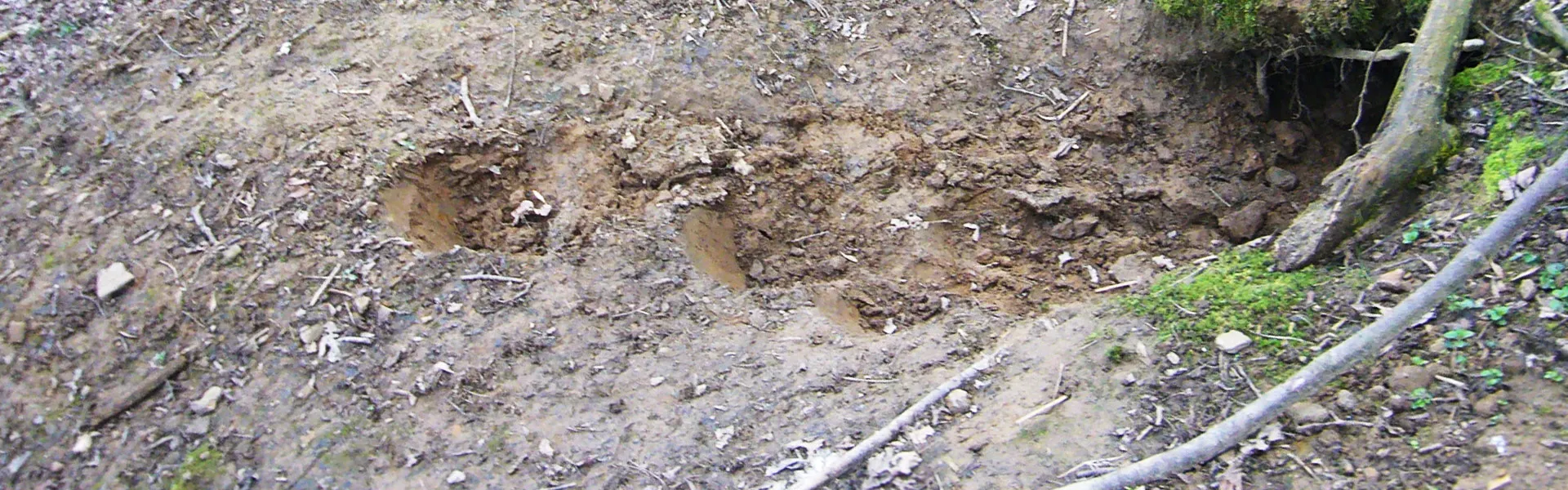 Terrierwork - Blocked badger sett entrance with spade marks