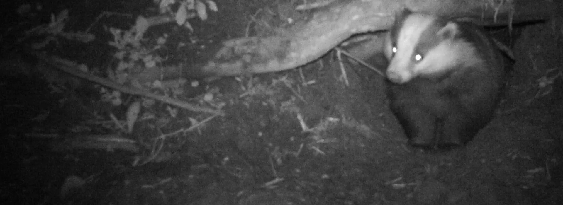 Wildlife Guardian  Badger Baiting and Digging