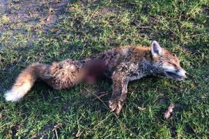 Holderness Hunt brutally savaged a fox in gruesome New Year footage