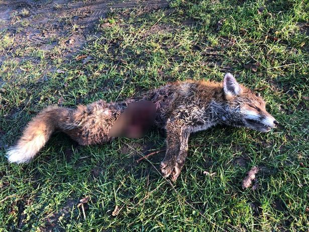 Holderness Hunt brutally savaged a fox in gruesome New Year footage