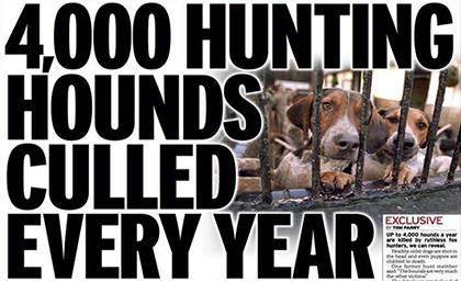 Thousands of healthy fox-hounds killed each year