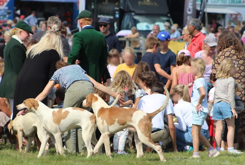 Children meeting hounds at a country show - beagles and foxhounds