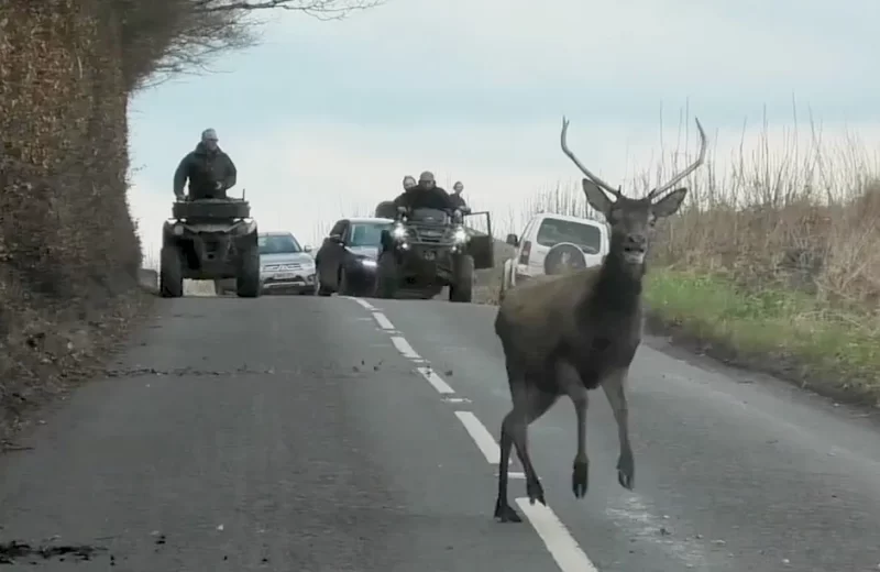 Devon and Somerset Staghounds hunted stag on road