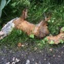 Dead fox found outside home of Worcester’s former Labour MP Mike Foster