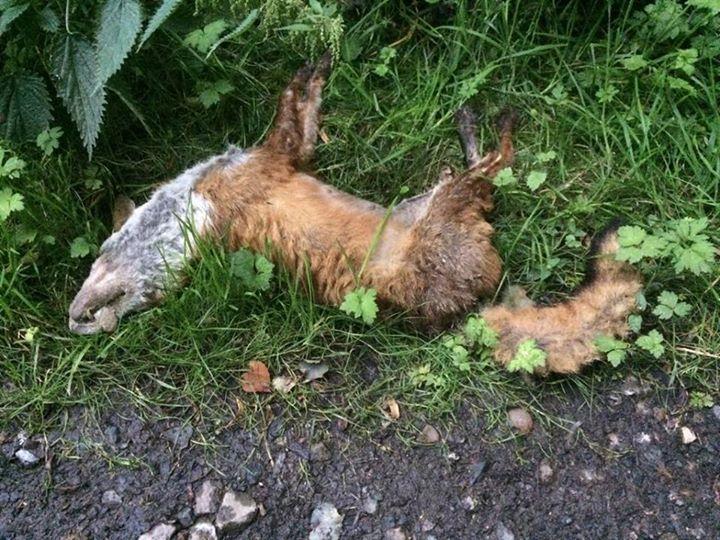 This was the dead fox found outside Mike Foster's home.