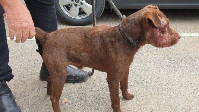 Patterdale terrier suffered the injuries after being put into a badger sett